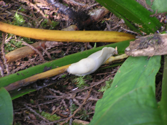 Banana Slug