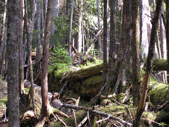 Rainforest floor