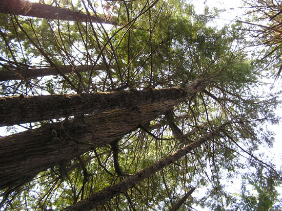 tall trees in temperate rain forest Ketchikan