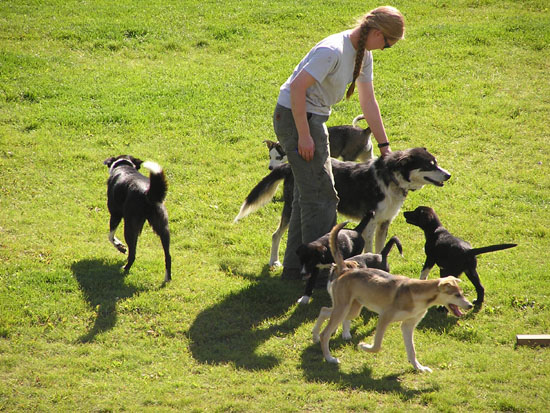 Sled Dog pups