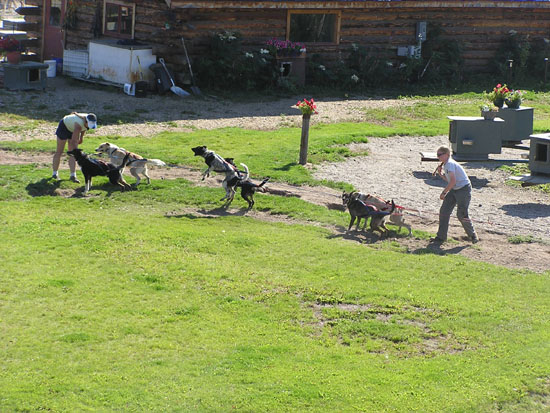 Sled dogs in training