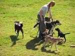 Sled Dog pups