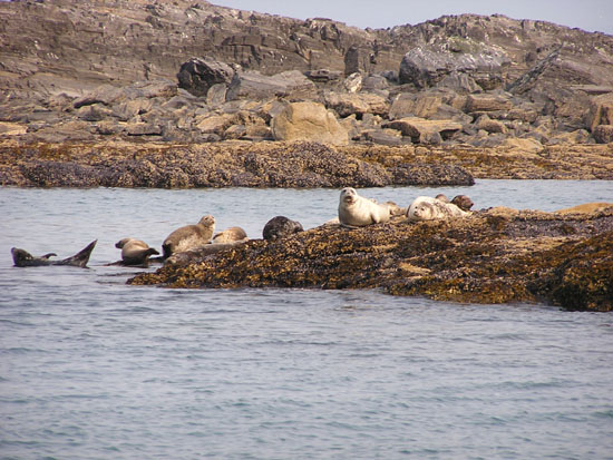 Alaskian Seals