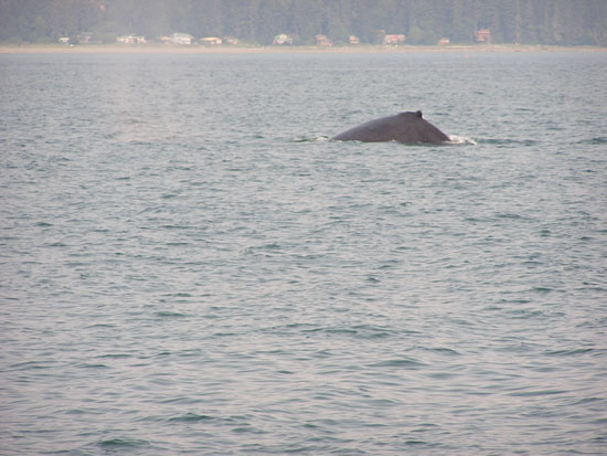 Humpback Whale