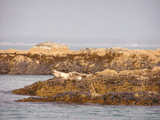 Seals