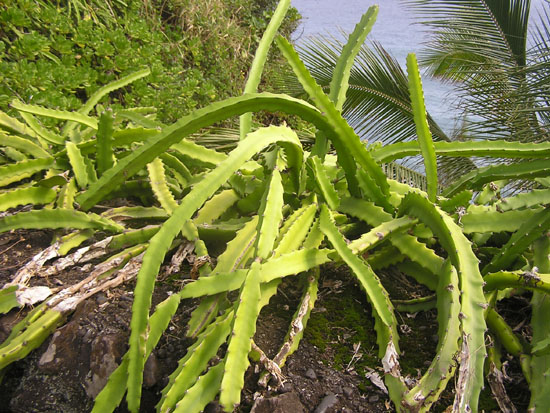 Cacti