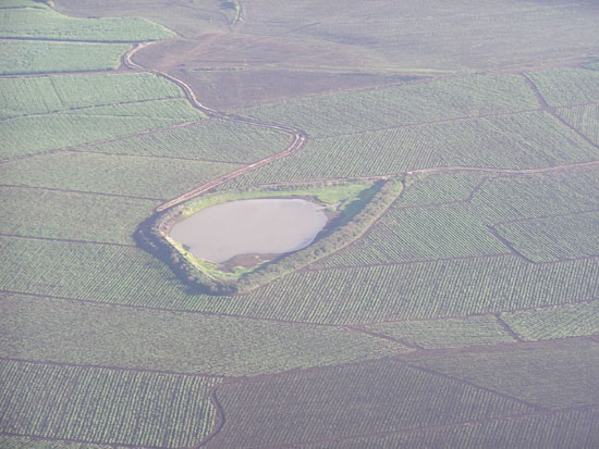 Sugar Cane Fields