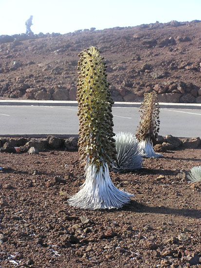 Haleakala Vegitation