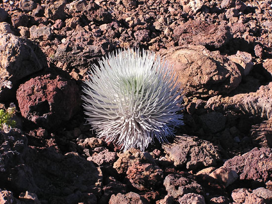 Vegitation on Haleakala