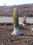 Haleakala Vegitation