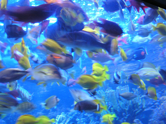 Aquarium Fish