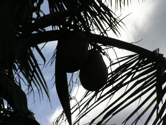 Coconuts