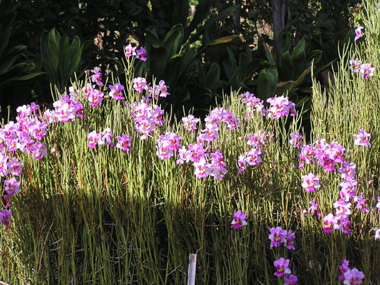 Hawaiian Flowers