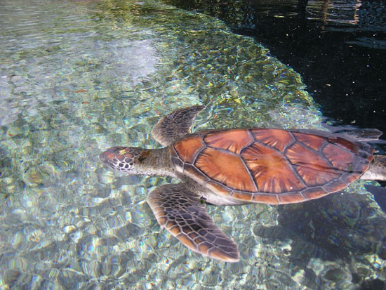 Sea Turtle