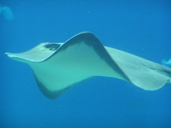 Sting Ray