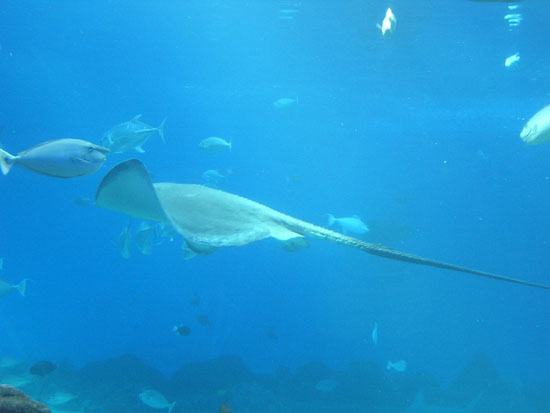 Sting Rays