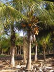 Coconut Trees