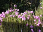 Hawaiian Flowers