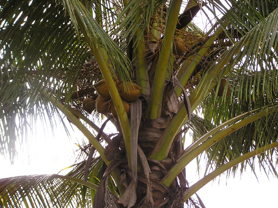 Palm tree