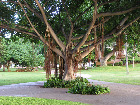 Park near hotel - Waikiki