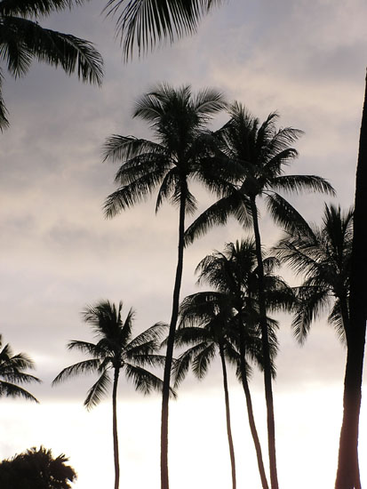 Park near hotel in Waikiki 