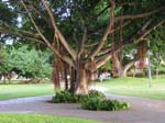 Park near hotel - Waikiki