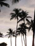 Park near hotel in Waikiki 