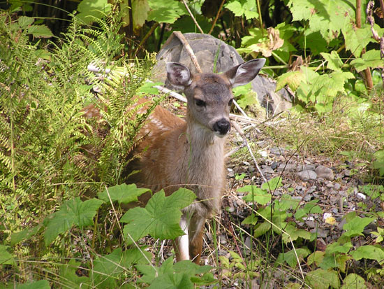 Black Tale Deer Fawn