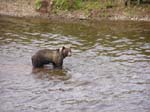 Brown Bear