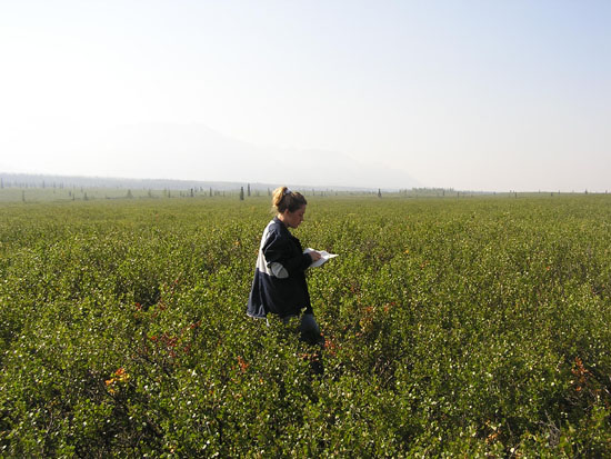 Blueberry Picking