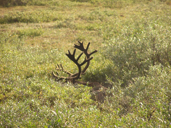 Caribo Antlers