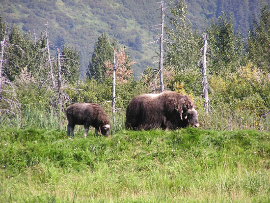 Wildlife Refudge Muskox