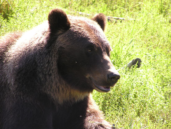 Wildlife refudge Bear