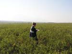 Blueberry Picking