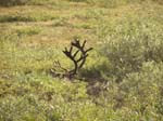 Caribo Antlers