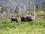 Wildlife Refudge Muskox