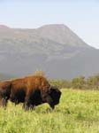 Wildlife refudge Buffalo