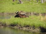 Wildlife refudge Moose